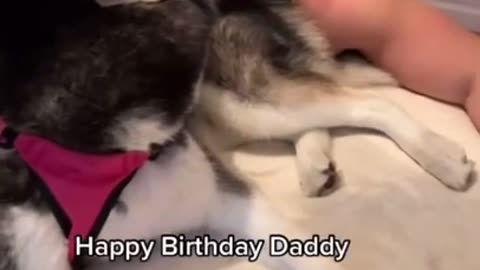 HUSKY SAYS ‘HAPPY BIRTHDAY’ TO HER DAD!