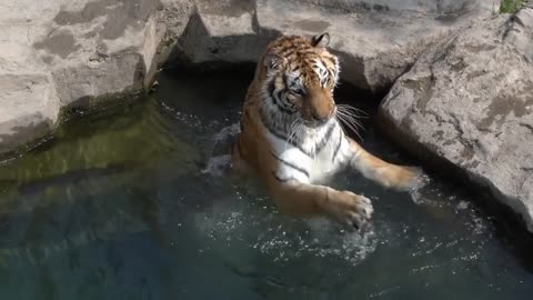 Here comes the tigress you most want to see swimming