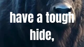 Motivation: A buffalo teaches us... 🐃