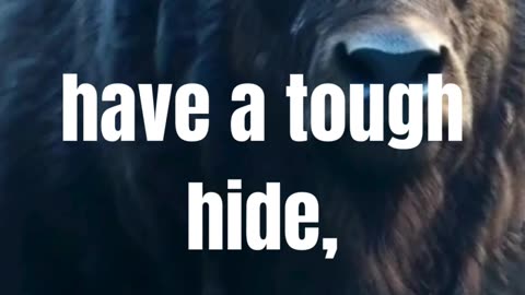 Motivation: A buffalo teaches us... 🐃