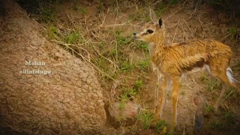 Deer sacrifice life to save baby from crocodile