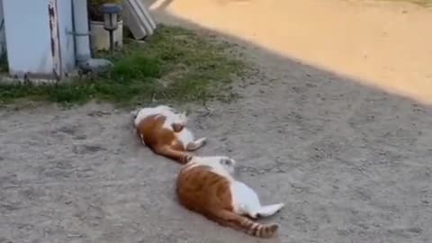 Funny cat videos 😆😂