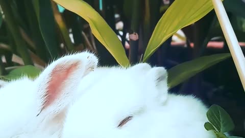 Little cute 🥰 Rabbit