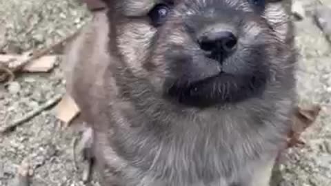 Cute dogs 🐕 trending video