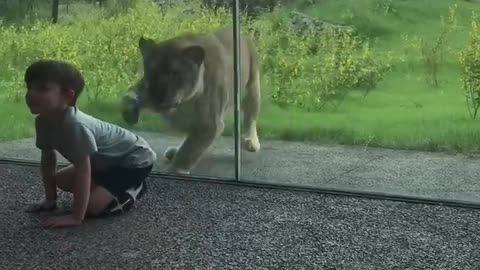 Lion Try Catch A Little Boy