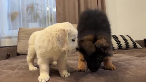 German Shepherd Puppy Meets Golden Retriever Puppy for the First Time!