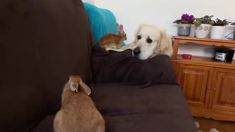 Funny Dog Plays with Rabbits on the Couch