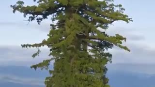 Esta secoya es el árbol vivo más alto del mundo. Mide 115.85 metros de altura y tiene unos 800 años
