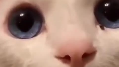 Funny blue-eyed cat