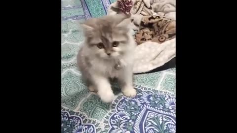 pretty kittens compilation