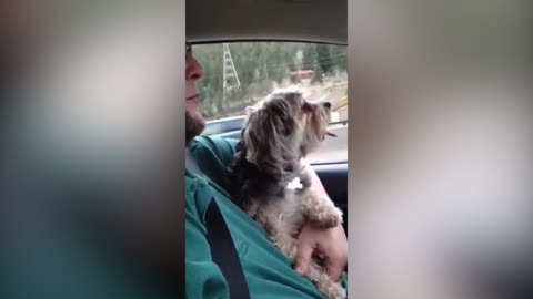Singing Dog Is The Best Road Trip Companion