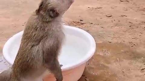 Mummy and monkey funny videos