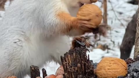 Cute Squirrel Eating Walnut