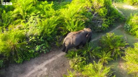 Baby Elephant Abandoned by Mother | Bad Natured | BBC Earth