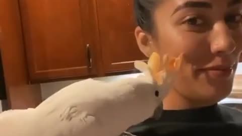 parrot talking with young girl