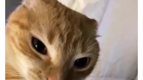 Ratchet Cat's Close-Up: Hilarious Face-to-Face Scare with Owner!