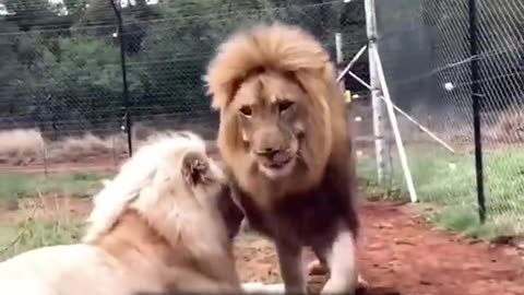 HOW TO SURVIVE A LION'S ATTACK