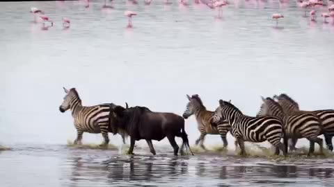 Fun Zebra At Serengeti National Park Tanzania, Africa