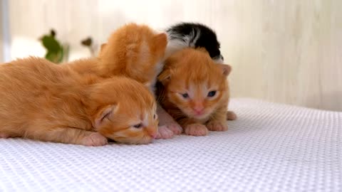 Newborn fluffy kittens
