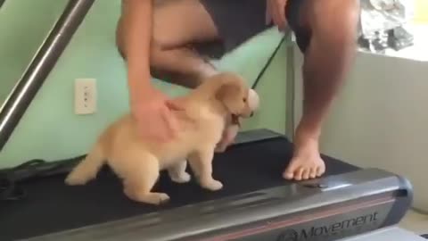 Pumping up those paws! This pup is serious about its fitness routine