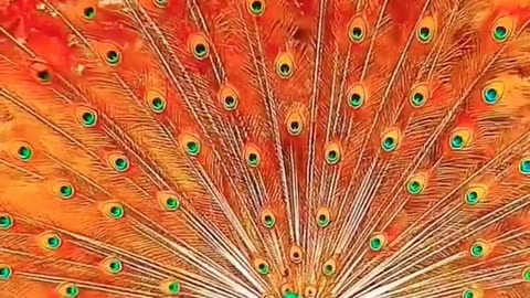 Discovering the Beauty of a Rare Red Peacock: A Close-Up Look