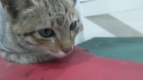 Blue Eyes Cat|Kitten|Funny Cats