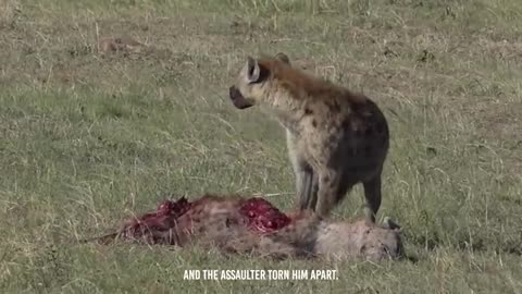 Ruthless Rivalry: Hyenas Brutally Devour Rival Clan Member in Gruesome Feast