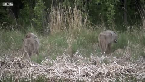 Wolves Defend Pups from a Bear