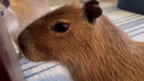 Capybara vs Piglet (Quandale Dingle Dies)