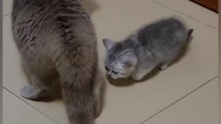 Funny cute Cats 😺 Fight 🤣!!!