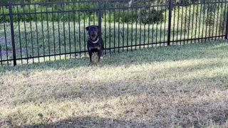 Male Rottweiler that was rehomed with us