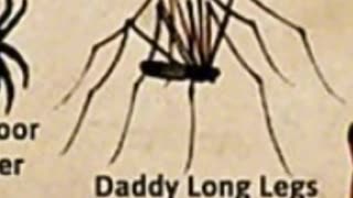 Types Of Spiders - Daddy Long Legs