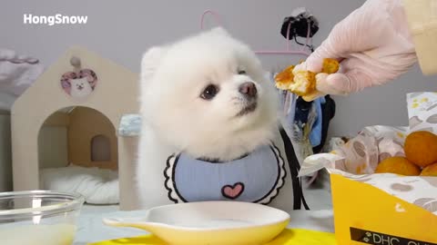 Funny Korean Dog's Eating Show MUKBANG