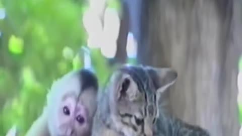 Funny Animals: Monkey s and Cats