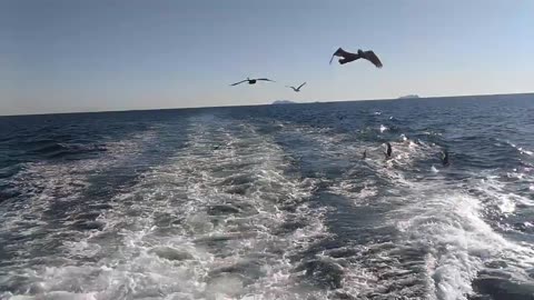 Seagulls and Pelican at sea!