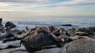 Sea Lions and Seals in California