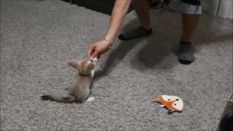 Training the Baby Fennec Fox to Sit