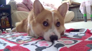 Adorable corgi drying himself off after bath