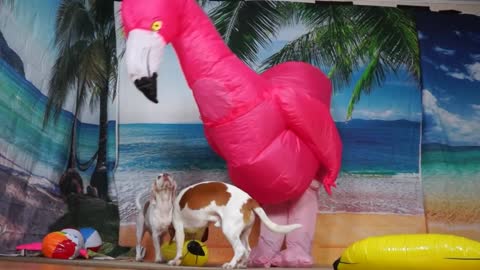 Dog vs Giant Flamingo Prank Funny Dogs Maymo & Potpie
