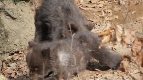 Grizzly Bear Mother Protects Her 3 Tiny Newborns Cubs
