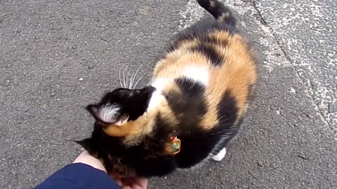 what a lovely friendly cat. Calico cat and it's a very special rare cat. Tortoise shell cat.