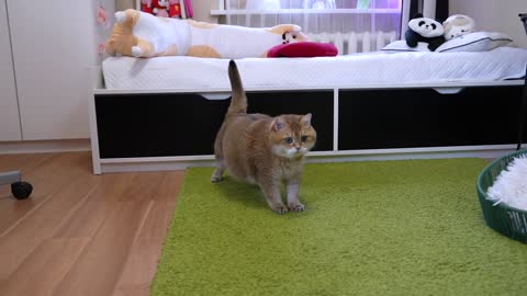 How Small Of A Hole Can Hosico Cat Fit Through