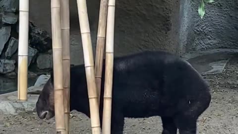 Inca Plays With Chimes #animals #shorts #cuteanimals #inca