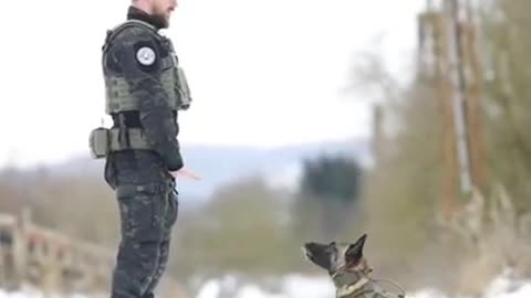 Army 🐶 dog training video