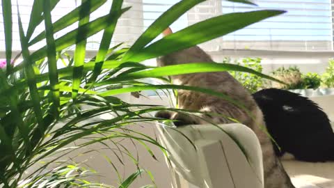 Cats enjoy a new plant