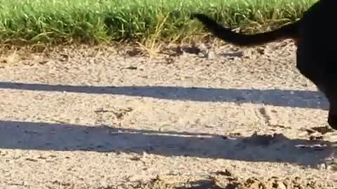 Crusoe the Dachshund Goes Golfing with His Brother Oakley!