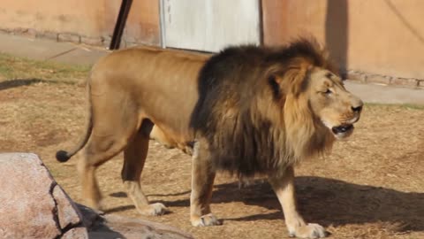 Lions Roar - Please turn up the volume for this video!!