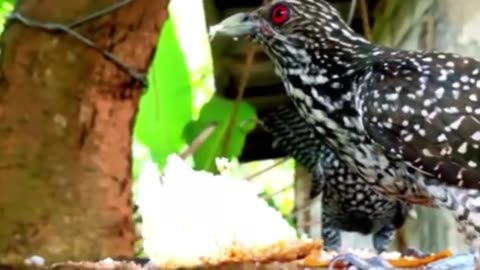 The Enchanting World of the Asian Koel: Calls, Songs, and Amazing Behavior