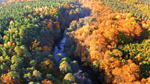 Enchanting Autumn Forests with Beautiful Piano Music