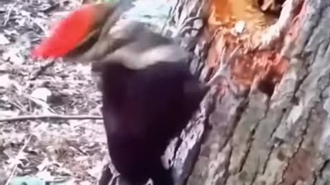 Beautiful woodpecker original sound